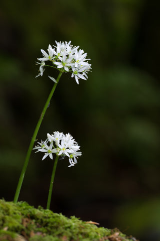 Wild Garlic's Distinctive White Flower