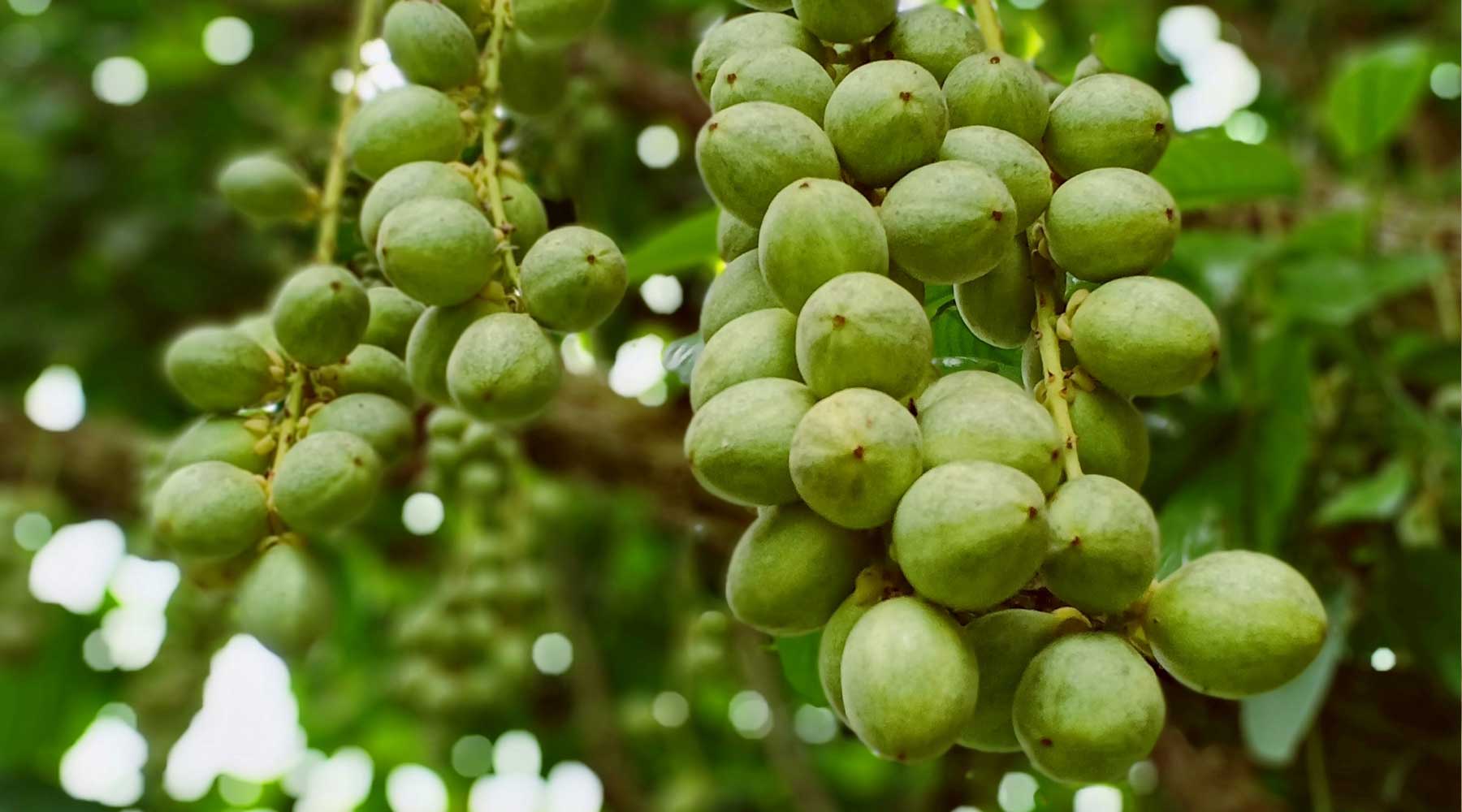 Le beurre de Karité est-il bon pour l'eczéma?