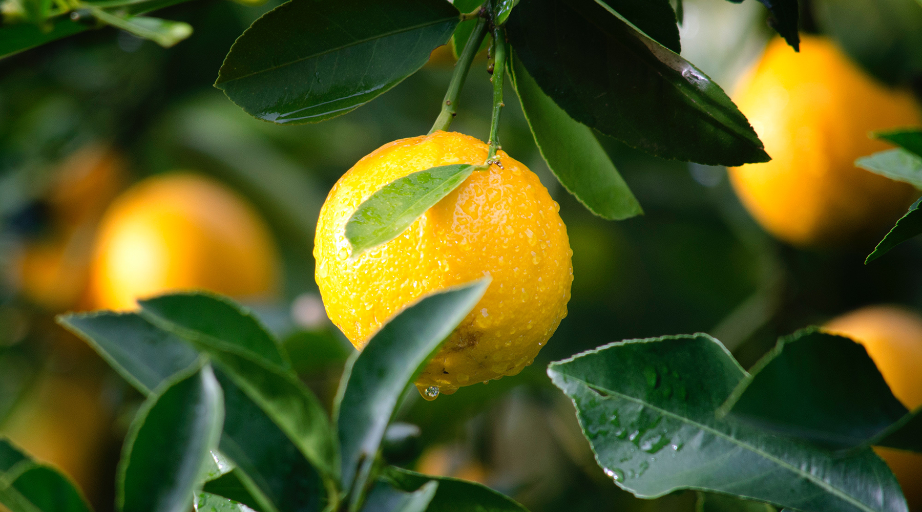 Huile essentielle de citron : ses bienfaits et comment l'utiliser