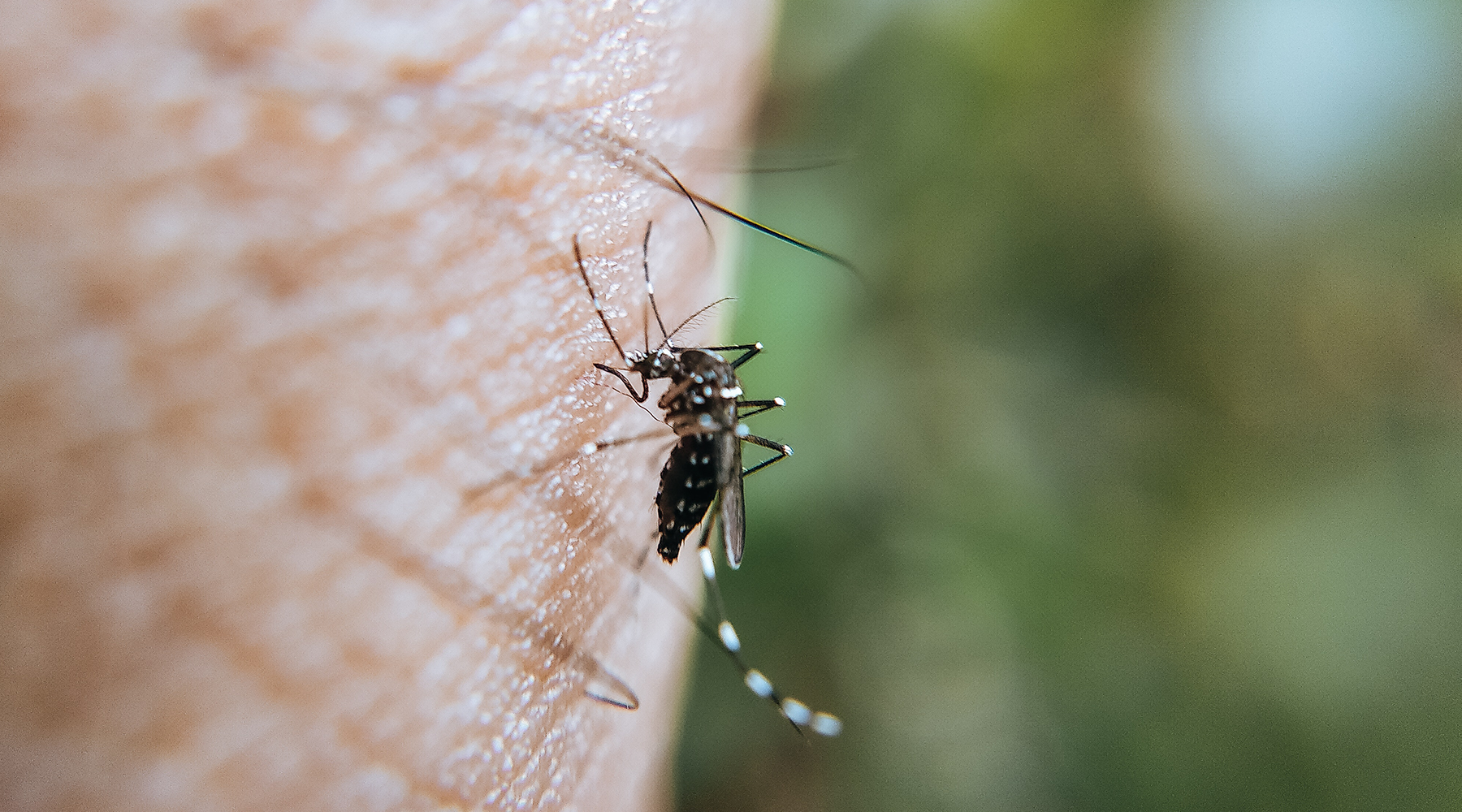 Piqûres de moustique : calmer naturellement les démangeaisons ...