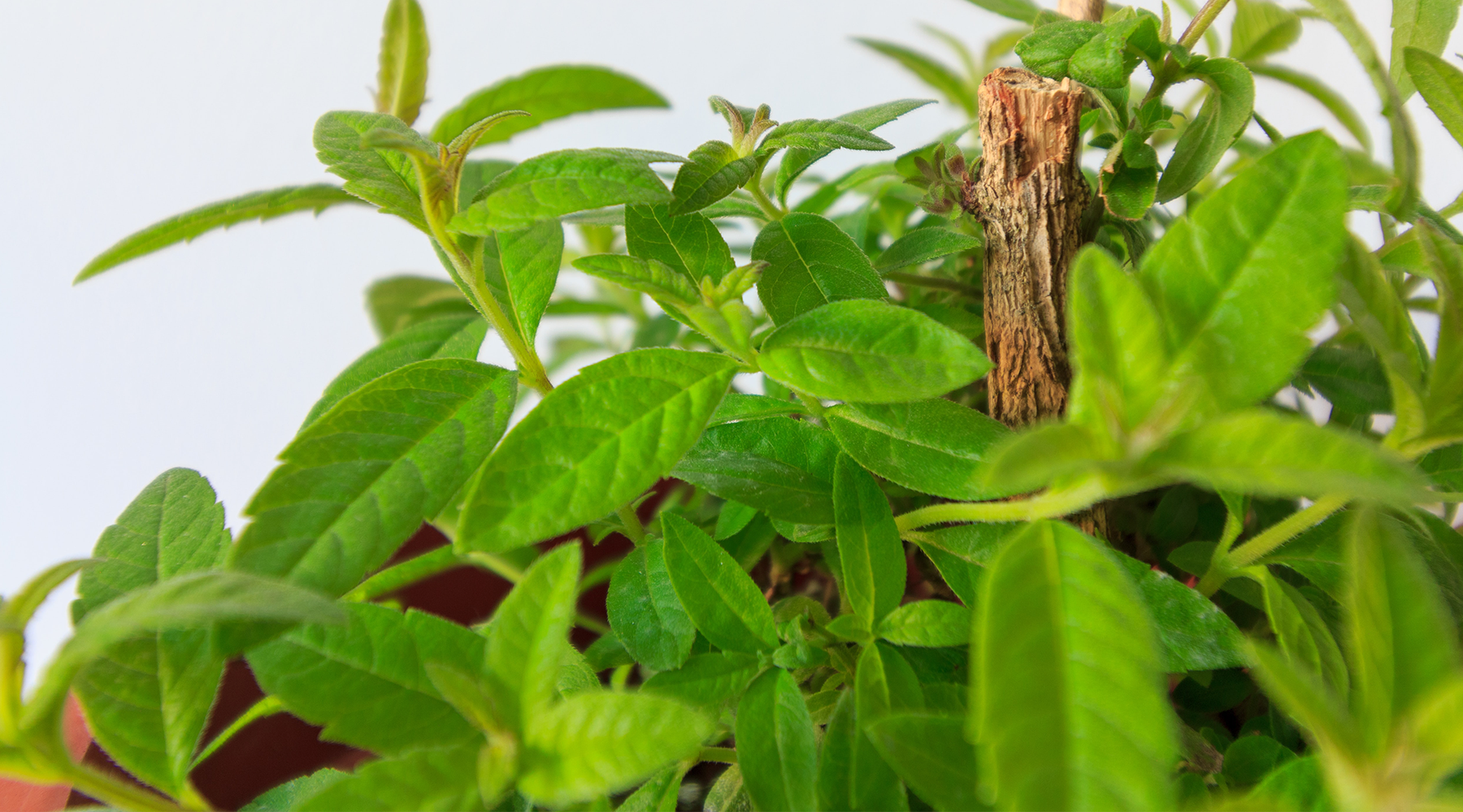 Eau Florale de Verveine citronnée - Bienfaits et Propriétés