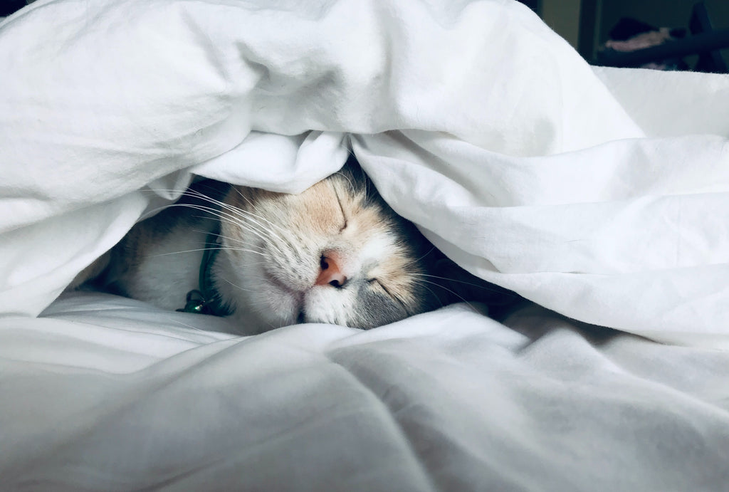 Gato durmiendo en un colchón