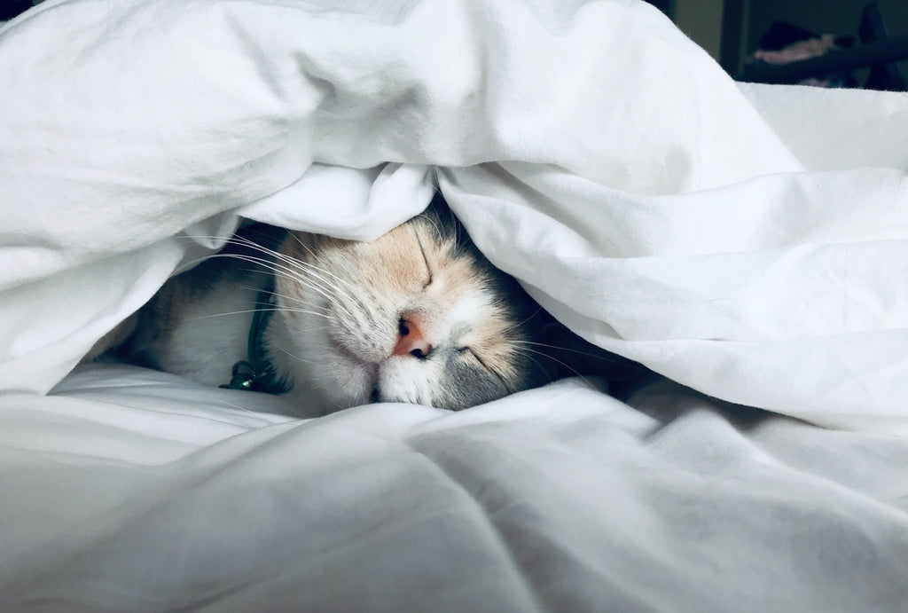 Gato durmiendo en una cama y simbolizando la falta de horas de sueño