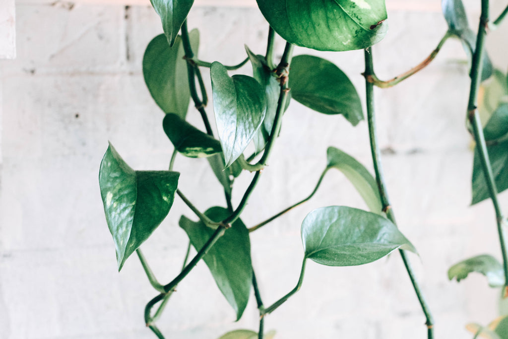 Dormir con una planta de poto en la habitación