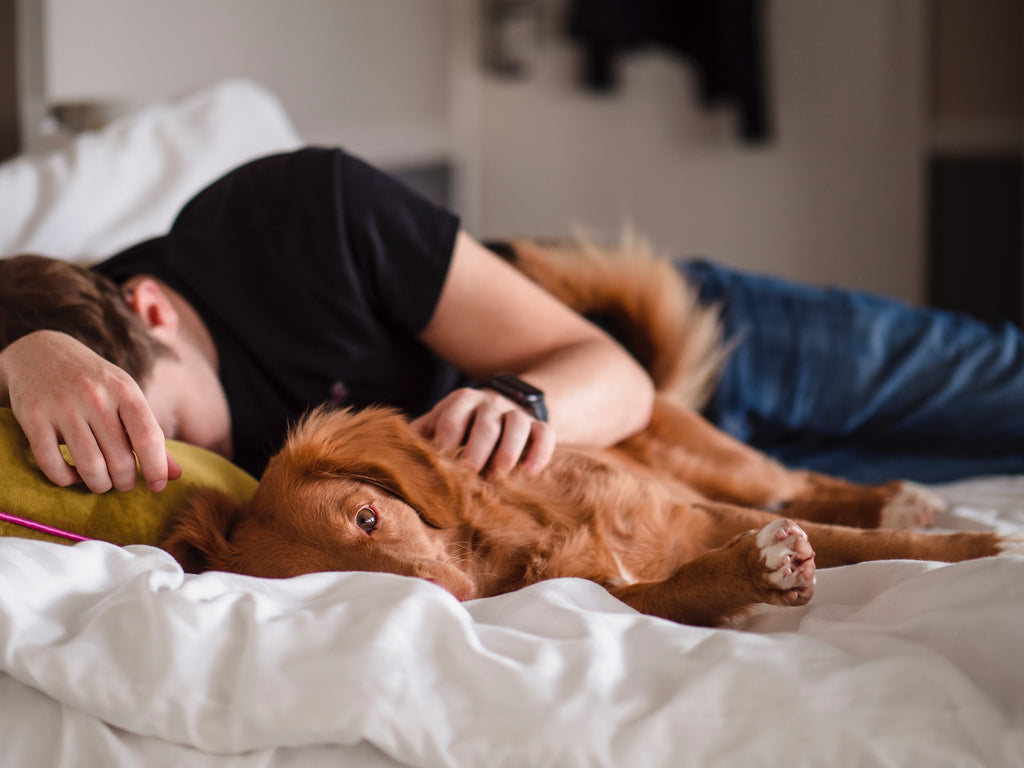 Persona durmiendo la siesta con su perro para recuperarse de una mala noche de sueño