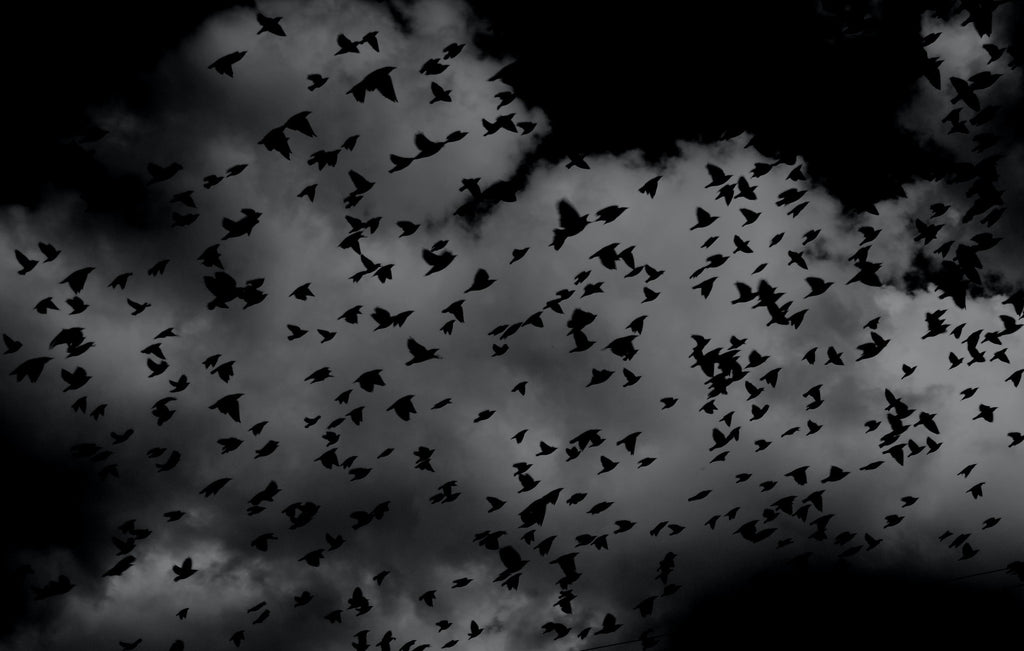 Escena de pesadilla nocturna: pájaros volando sobre la oscuridad