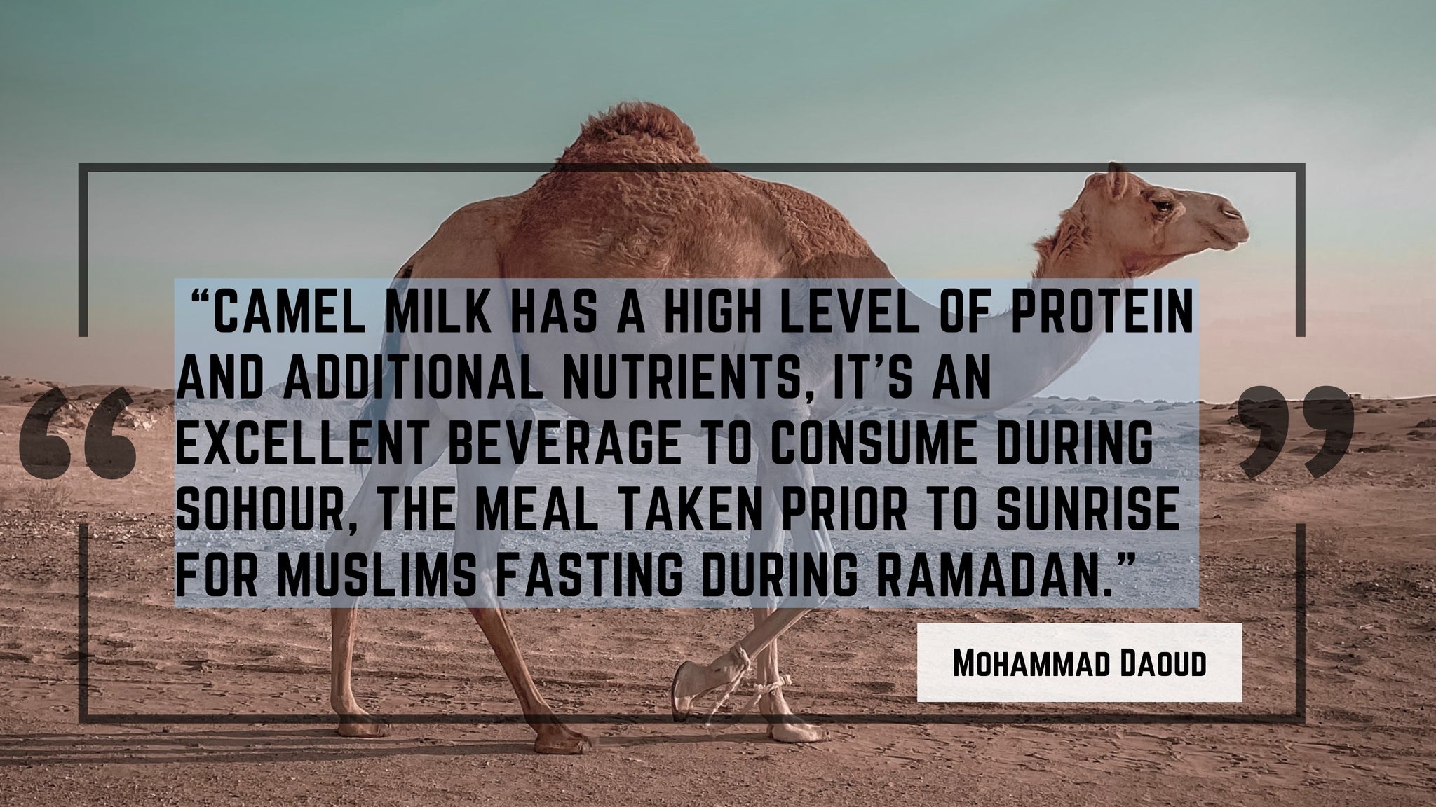 An image of a camel is displayed with a quote from Mohammad Daoud that reads: “Camel milk has a high level of protein and additional nutrients, it’s an excellent beverage to consume during Sohour, the meal taken prior to sunrise for Muslims fasting during Ramadan.” 