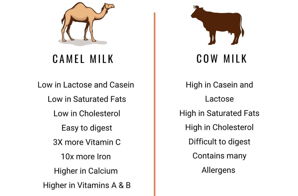 cow milk vs camel milk infographic 