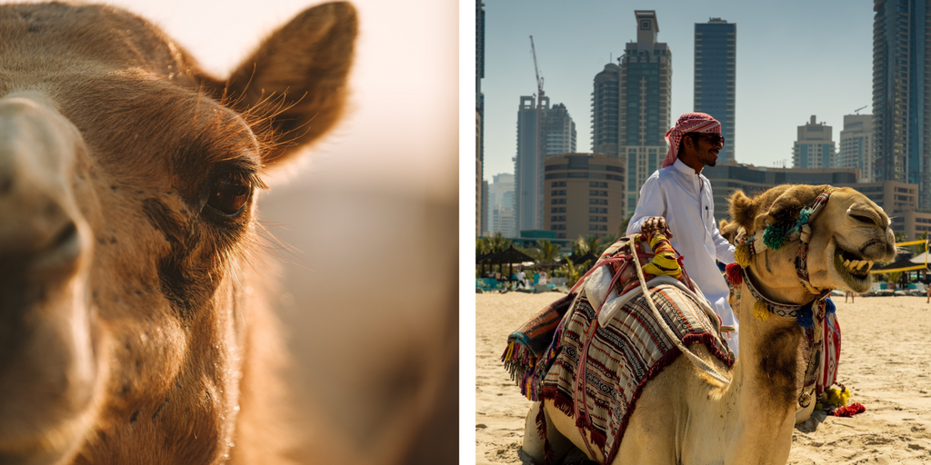close up of a camels eye and double eye lashes next to another picture of a man next to a sitting camel on the beach with a city in the background
