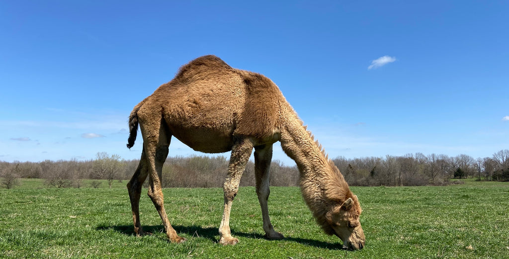 camel culture camel eating grass on our farm in Missouri