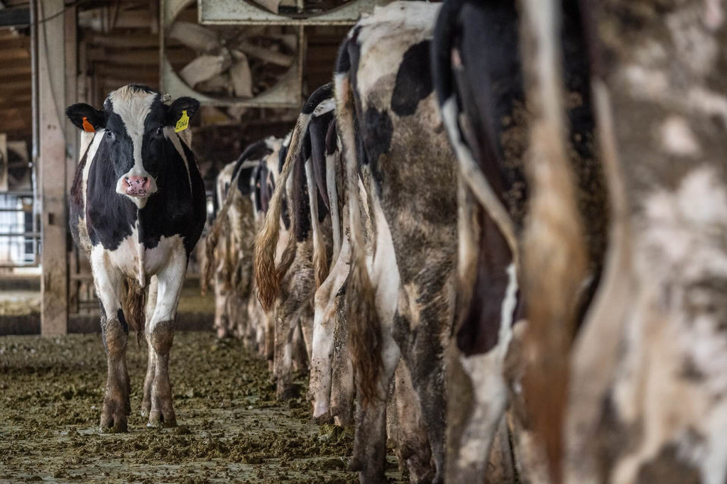 unhealthy, dirty cow dairy farm