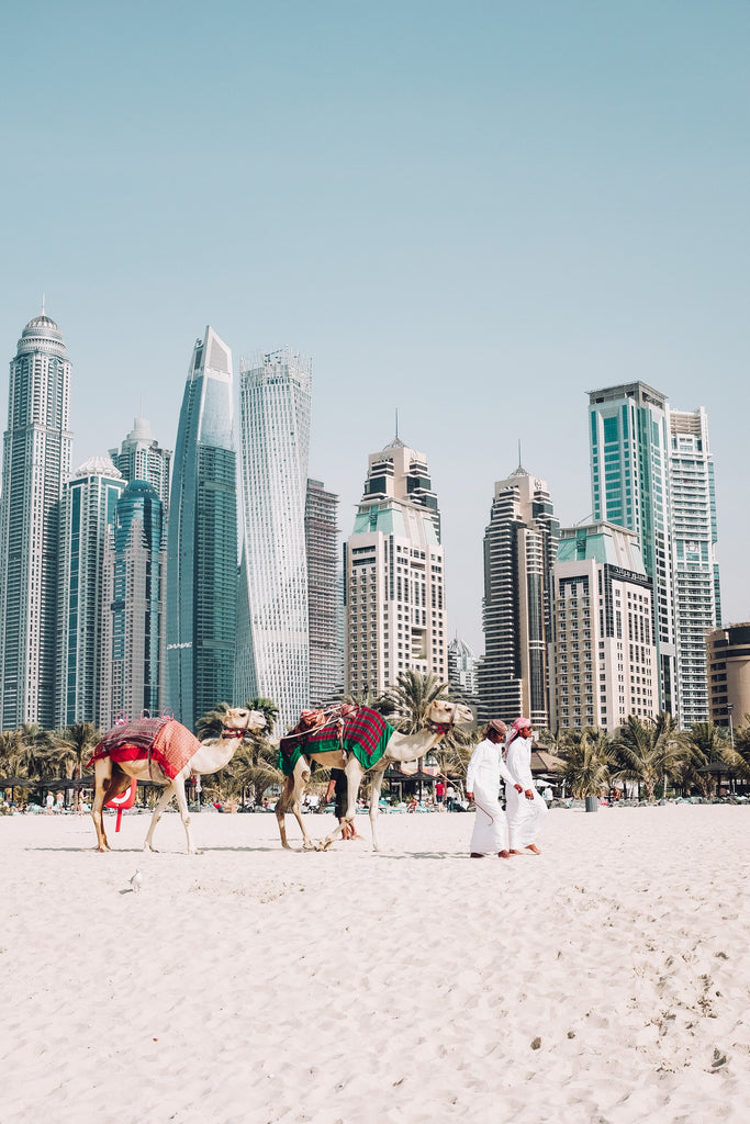 What different countries use camel milk? Image of a city scape in the UAE and people riding camels in the foreground.