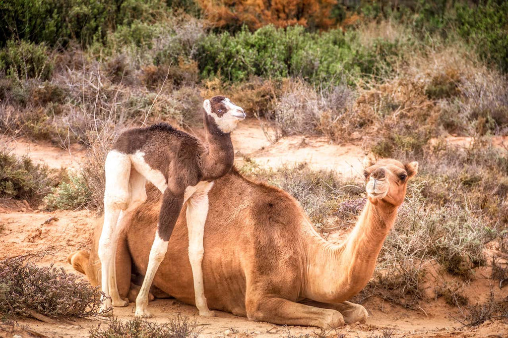 Why is camel milk so expensive? A female camel laying down with her calf standing next to her in the sand.