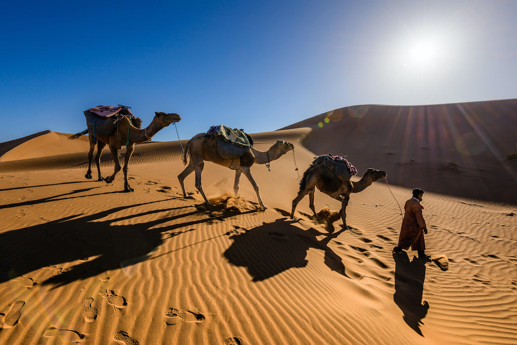 Why is camel milk so expensive? Camel caravan in the desert walking on sand dunes in a single-file line.