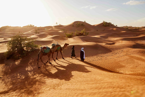 traditional camel milk nomads