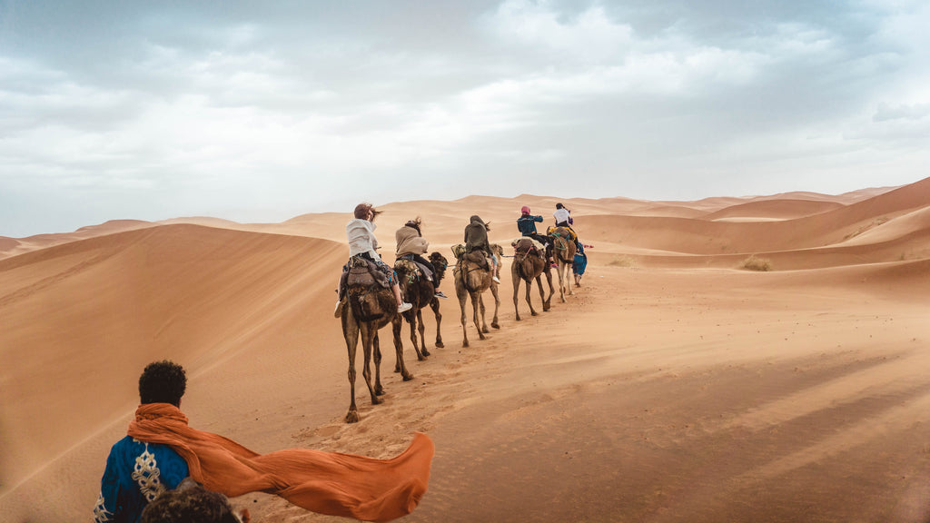 Who drinks camel milk? Desert-dwellers use the benefits of camel milk as they travel through the desert in a camel caravan.