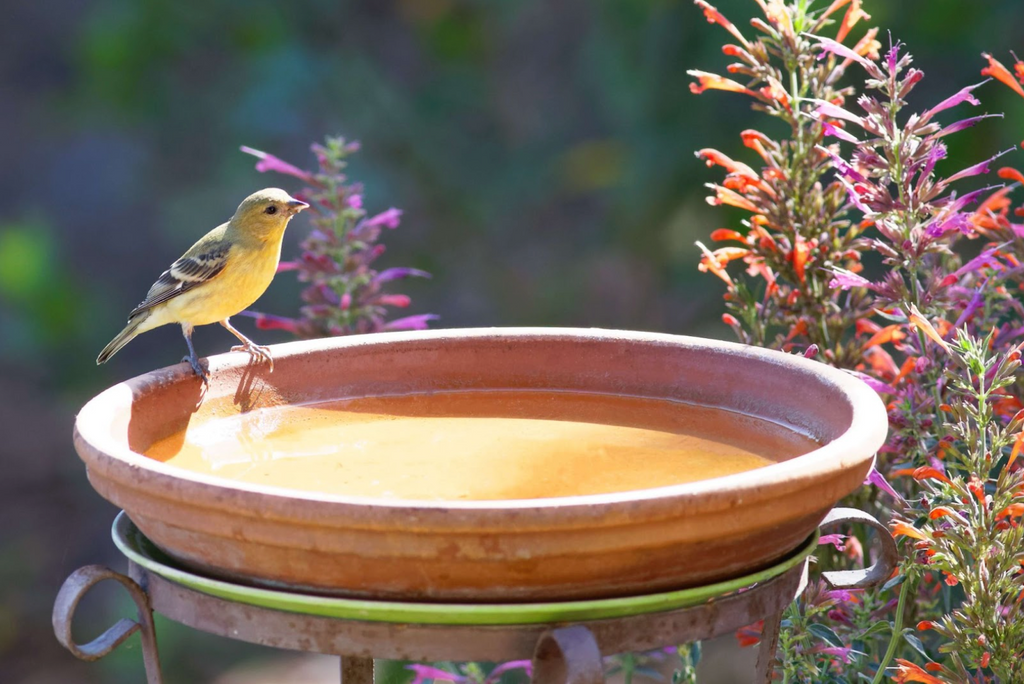 Bird bath