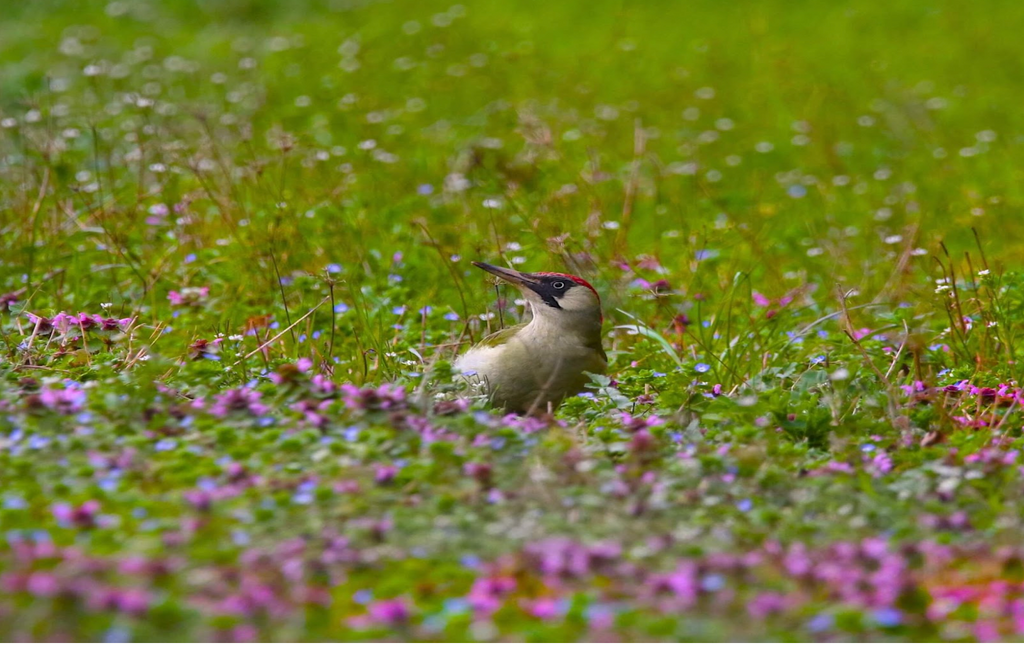 Bird in field of flowers