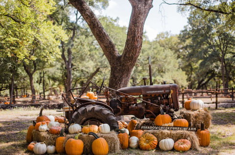 Pumpkins arranged around a haystack and tractor in front of a tree on a sunny day