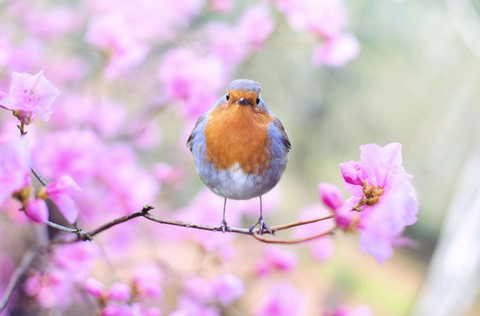 A robin sits on a blossoming branch, looking directly at the camera