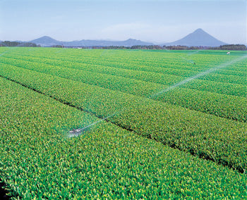 Chiran area tea fields of Kagoshima Prefecture with Mt. Sakurajima in the background.