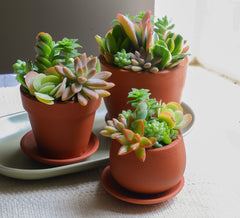 Prakrti garden boutique is an online plant store selling ceramic terracotta pots and décor for indoor plants that are delivered all India