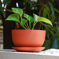 choosing the correct pot size for houseplants