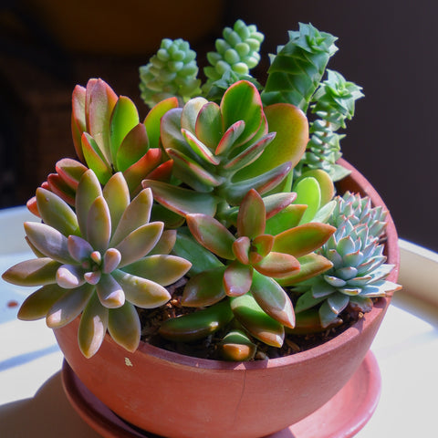 Tips to create colorful succulent arrangements