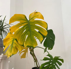 sign your houseplants are overwatered