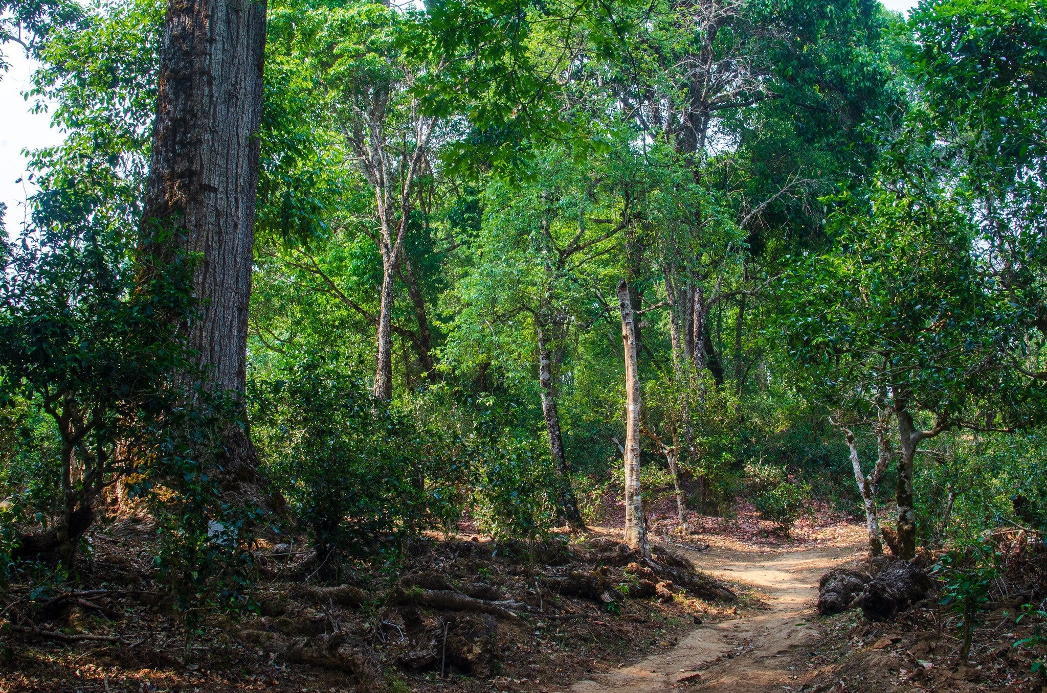 jingmai old growth forest pu-erh tea