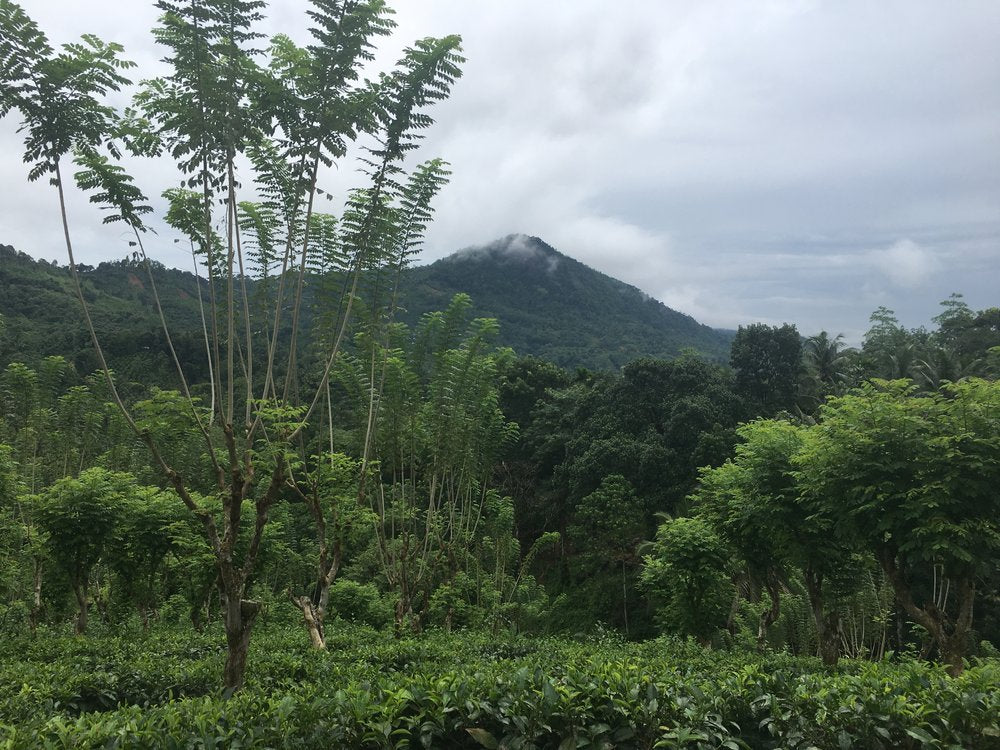 New Vithanakande Tea Estate