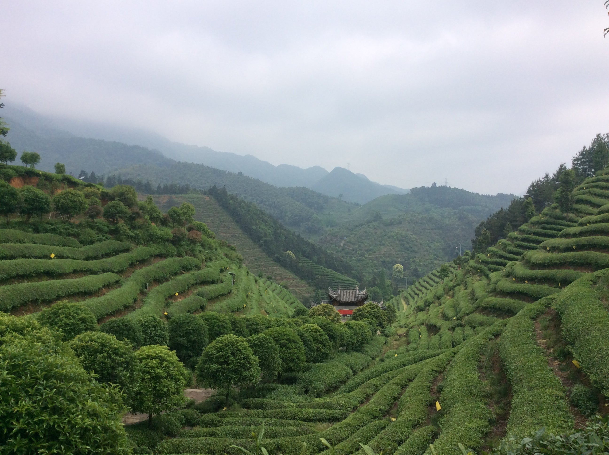 small farms and organic tea farming