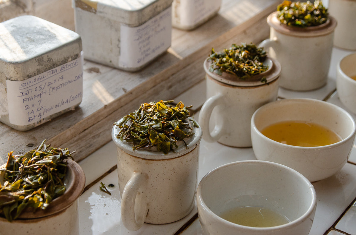 Darjeeling tea cupping