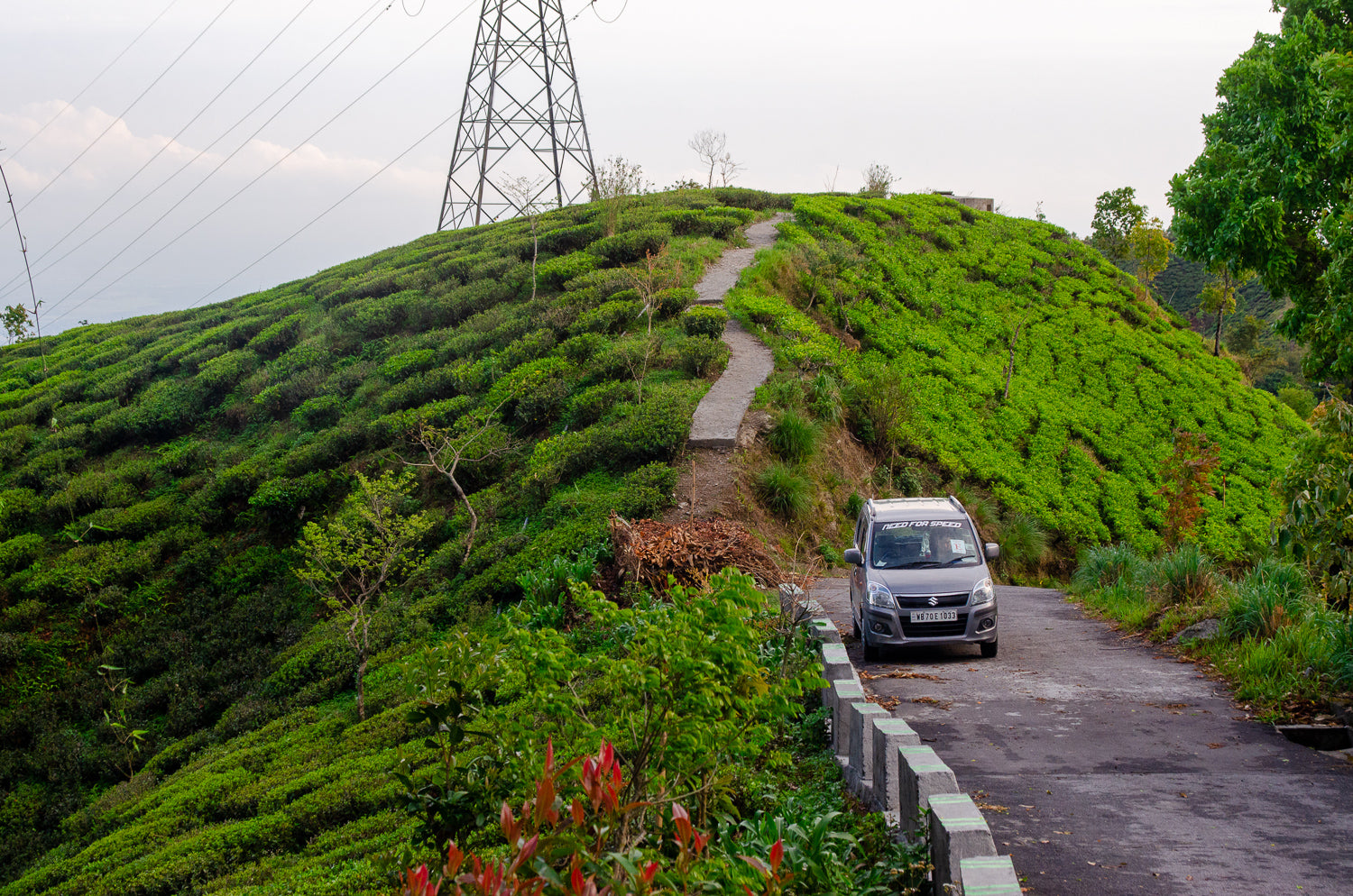 Darjeeling tea fields