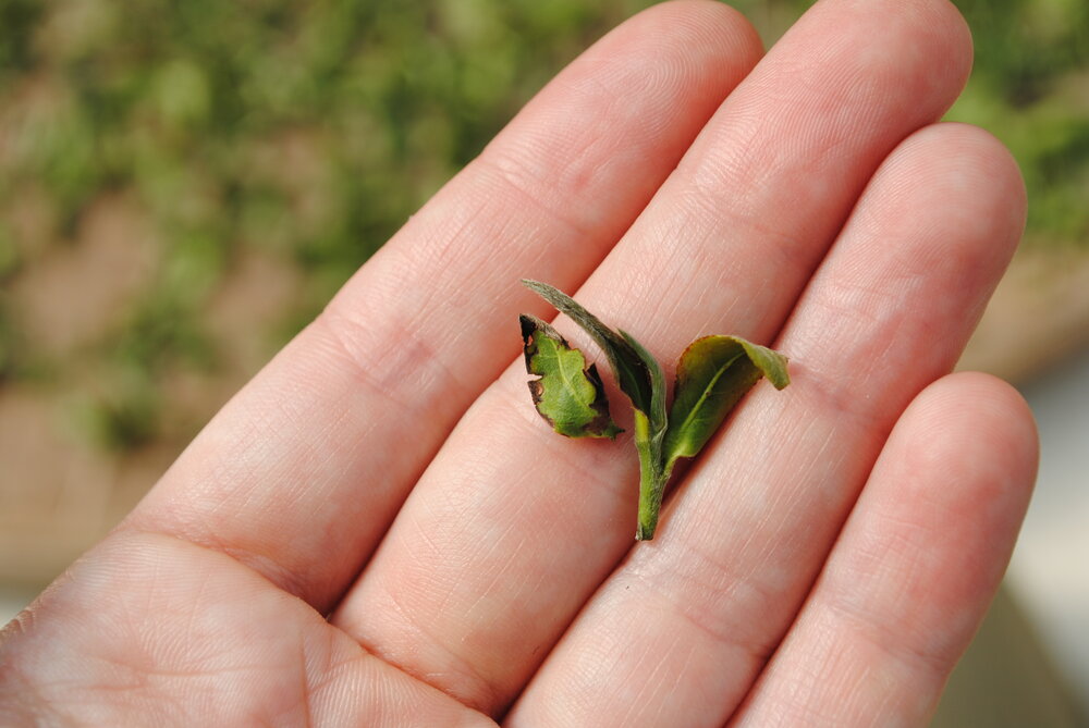 Tea Plant - Taiwan