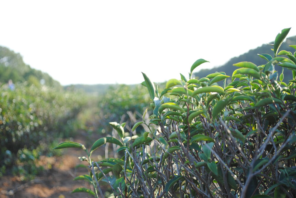 Tea Plants- Taiwan