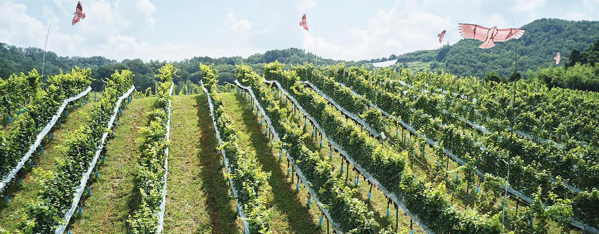 限定生産839本！山形県上山市産ブドウの味わいを素直に感じられる「Collection Vin Petillant」シリーズのロゼスパークリングワイン