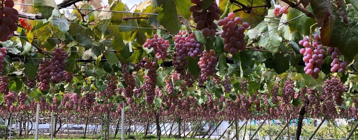 銘醸地「鳥居平」や「菱沼」に所有する自社畑の特別なブドウだけをアッサンブラージュ。市場には出回らない特別なスパークリングワイン