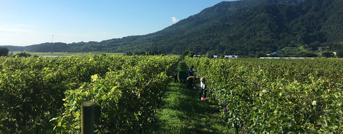 旨味とほろ苦さがクセになる味わいで、エスニック料理と相性抜群！山形県産スチューベンを野生酵母で仕立てたうすにごりスタイルのロゼワイン