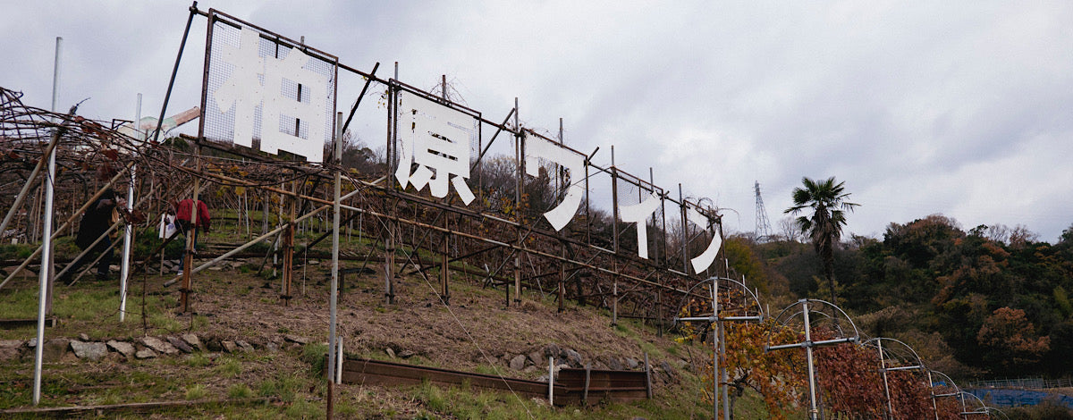 エコ農産園に認定された自社畑｢合名山北畑｣のデラウェアで仕立てた瓶内二次発酵スパークリングワイン