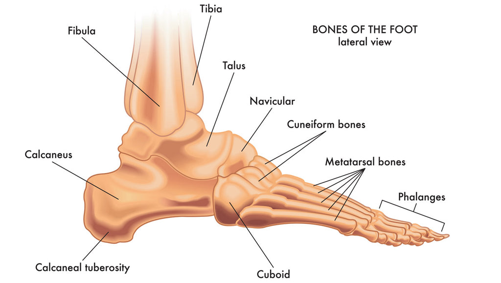 cuneiform bones foot infographic
