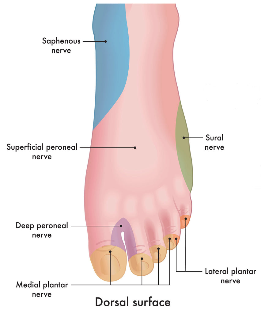 Superficial Peroneal Nerve Location on Top of Foot