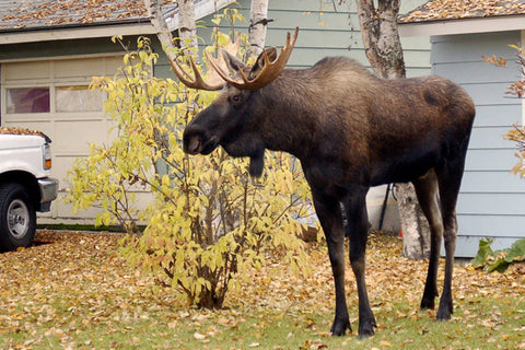 Alaska moose