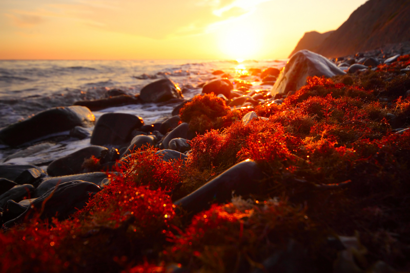 Beach image of the coast and red algae lining the rocks