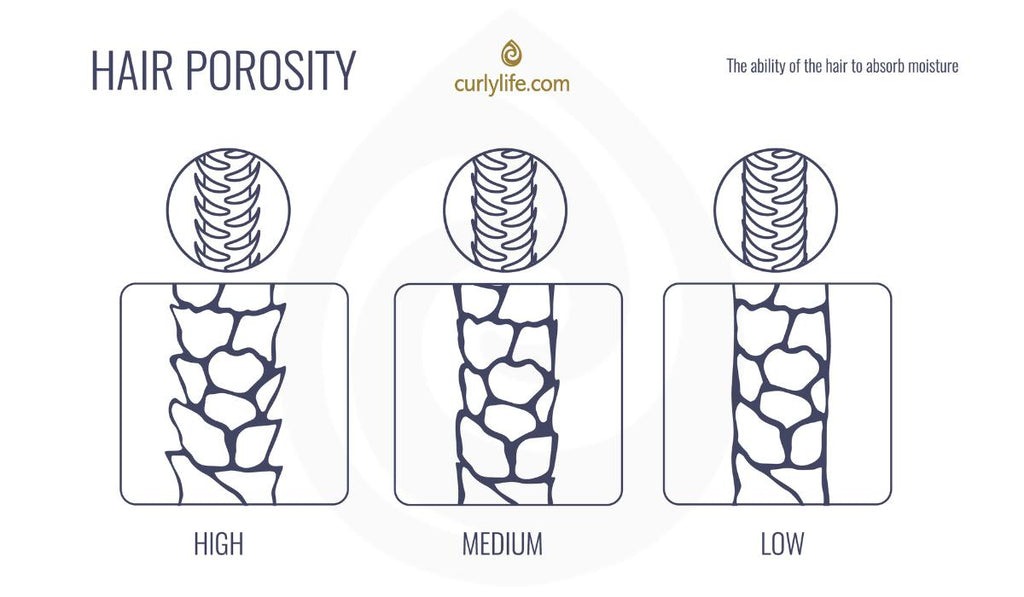 Curly Life Infographic on Hair Porosity - Ability for hair to absorb moisture