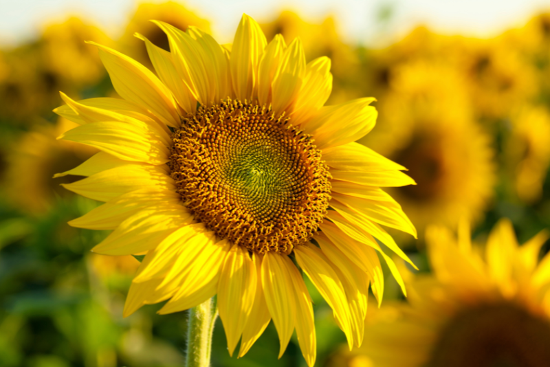 Field of sunflowers and zoomed on a the gorgeous beauty