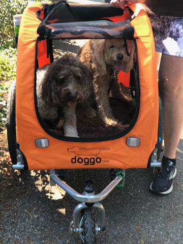 Two medium dogs in a Doggo Bike Trailer 