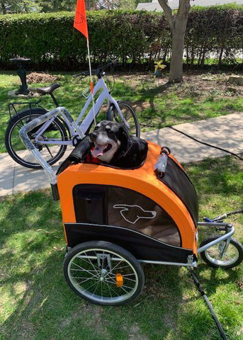 Chariot Doggo Bike™ - Remorque pour vélo et/ou poussette — On va se  promener?