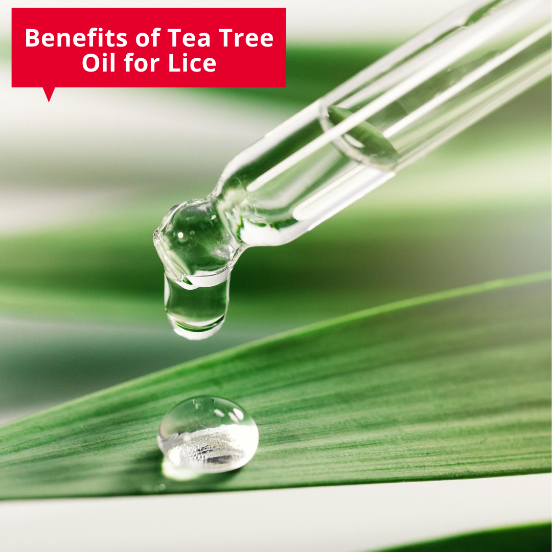 Benefits of Tea Tree Oil for Lice Fairy Tales Hair Care