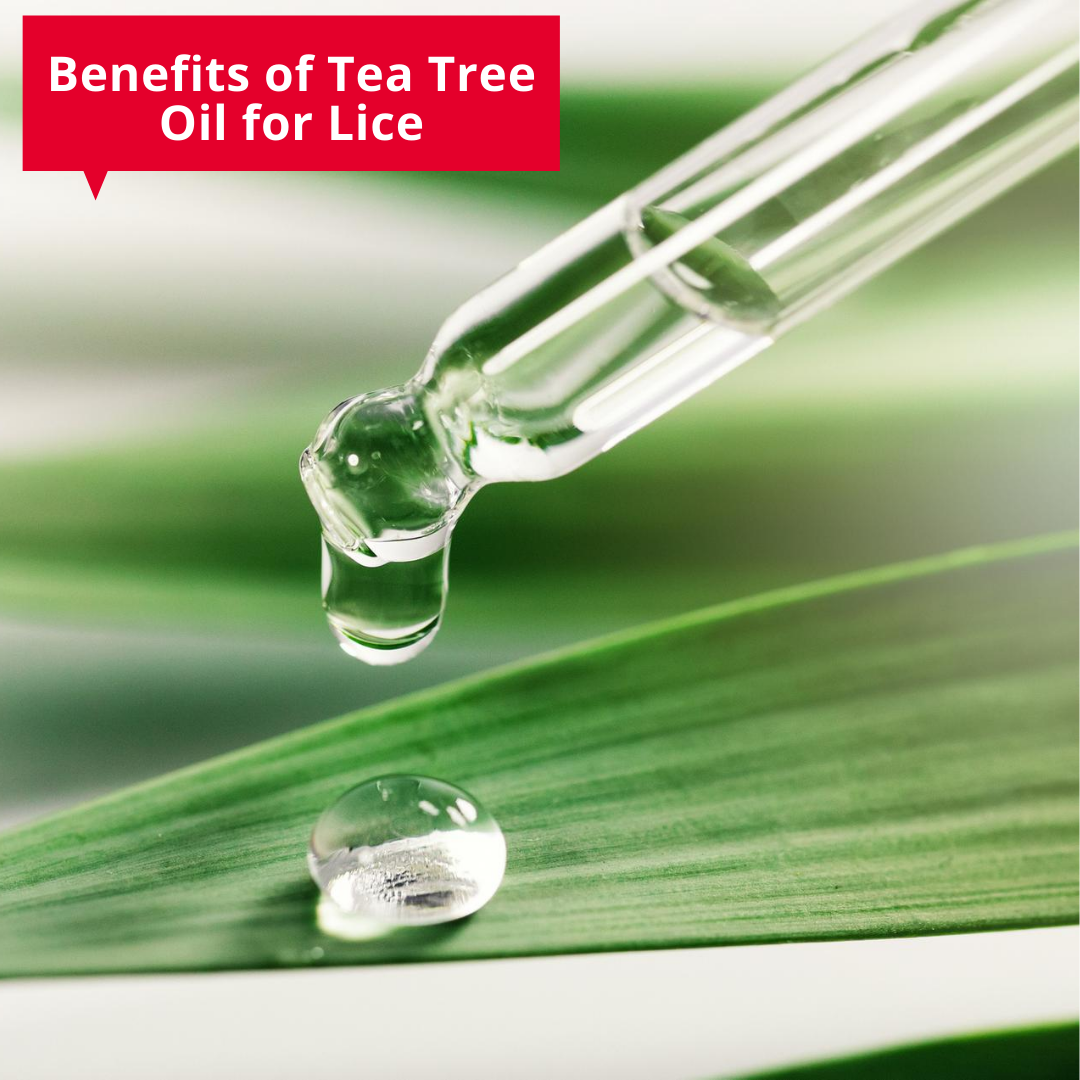 7 Benefits and Uses of Tea Tree Oil for Hair You Need to Know